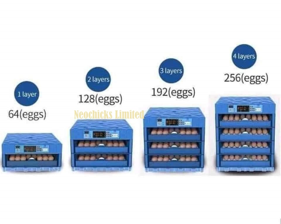 256-eggs-and-others.jpeg