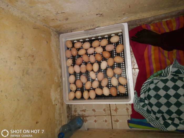 56-Eggs-e1630973480420.jpg